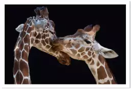 Girafe kiss me - portrait animaux