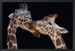 Girafe kiss me - portrait animaux