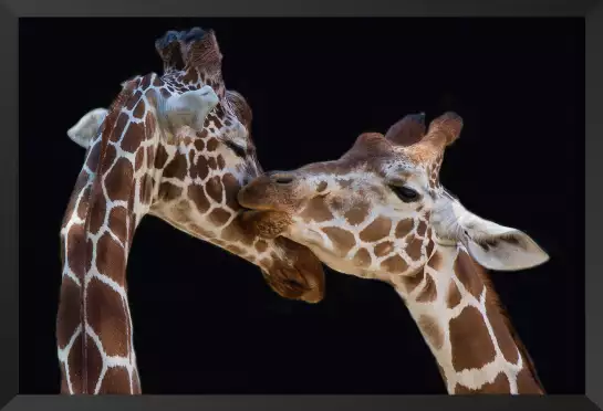 Girafe kiss me - portrait animaux