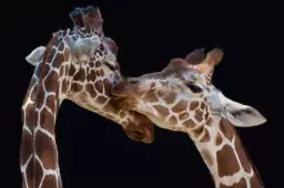 Girafe kiss me - portrait animaux