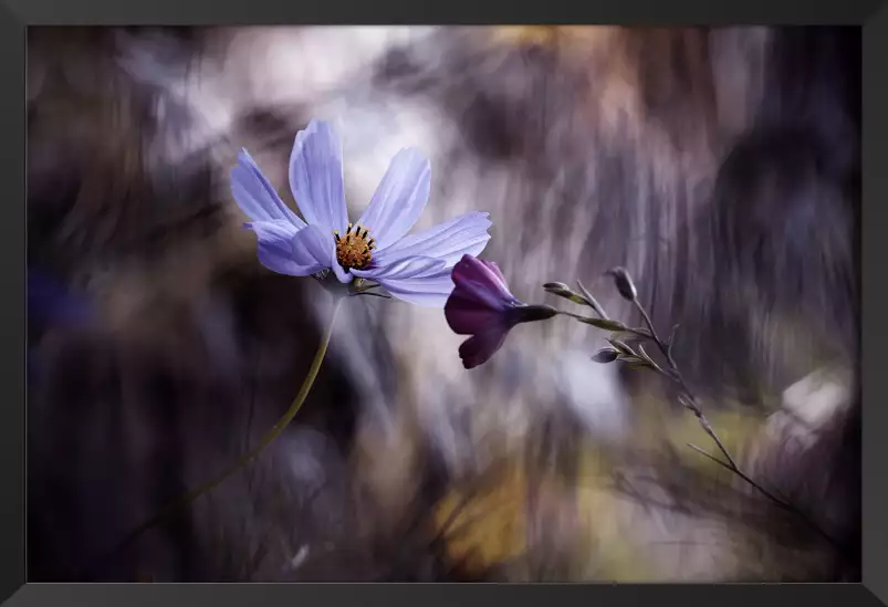 Rencontre violette - poster fleur