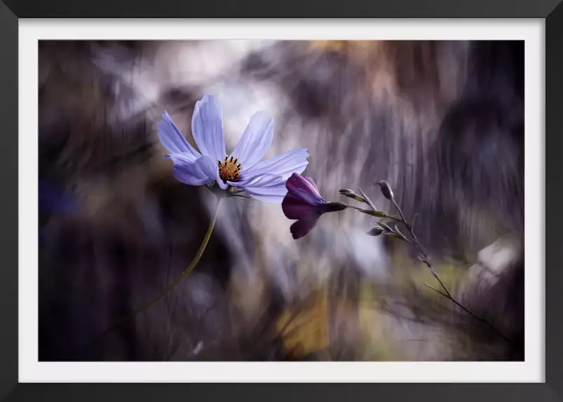 Rencontre violette - poster fleur