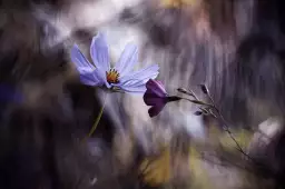 Rencontre violette - poster fleur