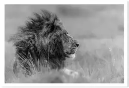 Lion wind - poster lion