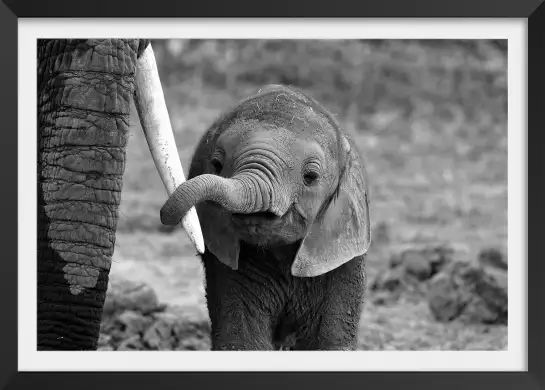 Défense moi ! - poster animaux