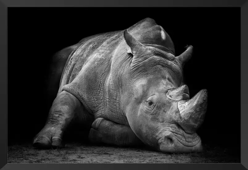 Strong rhino - poster animaux