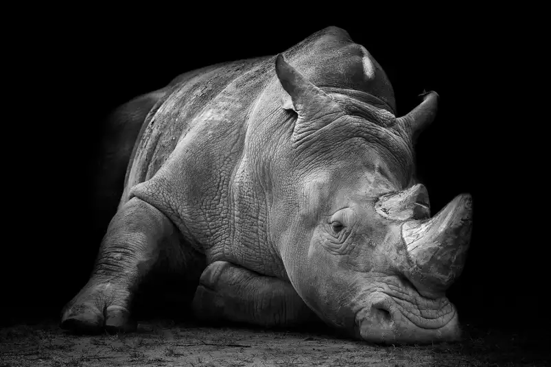 Strong rhino - poster animaux