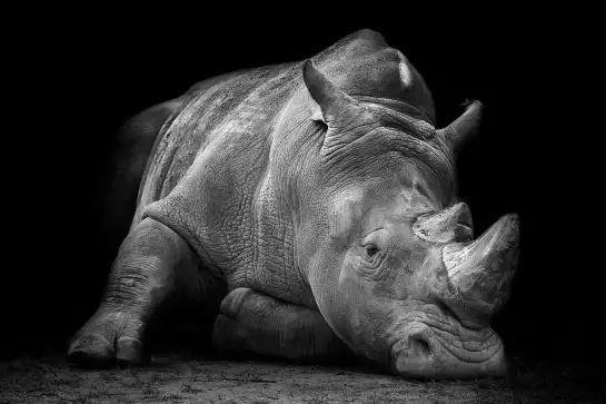 Strong rhino - poster animaux