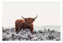 Vache highland sous la neige - affiche animaux