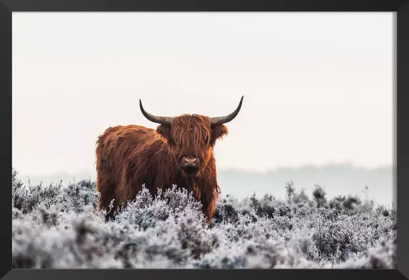 Vache highland sous la neige - affiche animaux