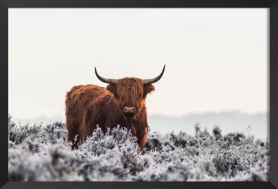 Vache highland sous la neige - affiche animaux