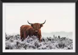 Vache highland sous la neige - affiche animaux