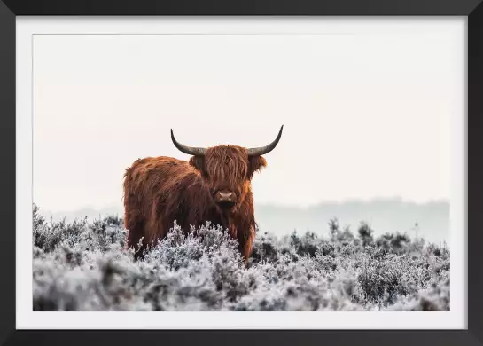 Vache highland sous la neige - affiche animaux