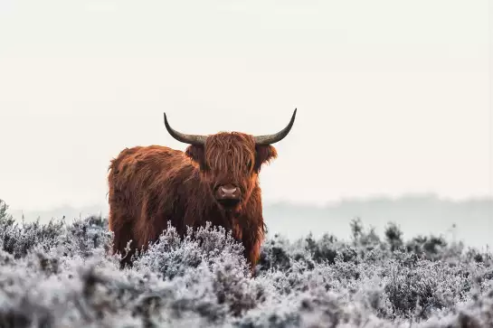 Vache highland sous la neige - affiche animaux