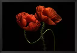 Enlacés - tableau coquelicot