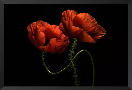 Enlacés - tableau coquelicot