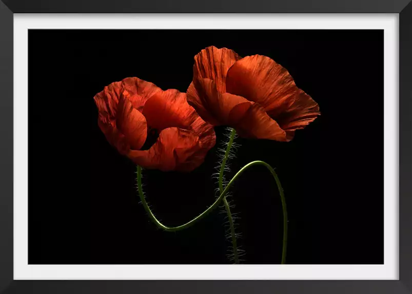 Enlacés - tableau coquelicot