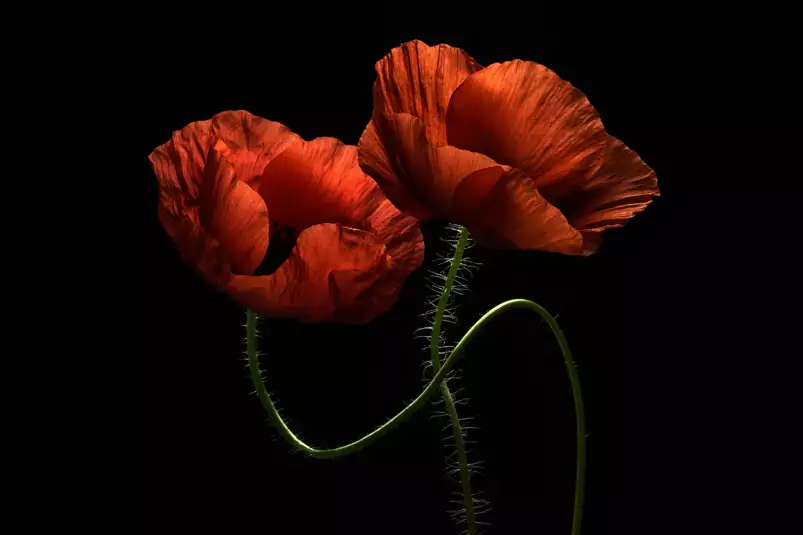 Enlacés - tableau coquelicot