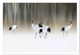Japanese crane - poster oiseaux
