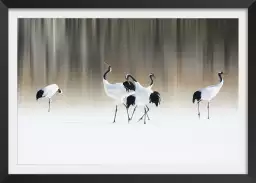 Japanese crane - poster oiseaux