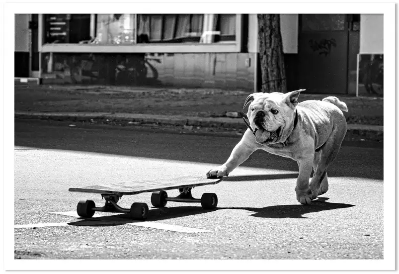 Skate dog - affiche animaux