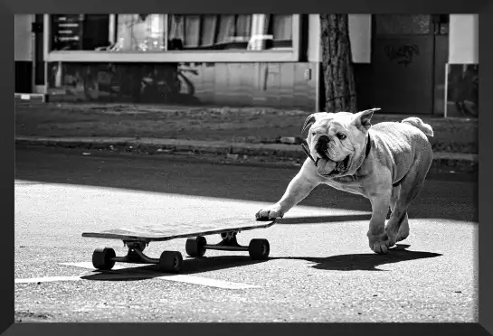 Skate dog - affiche animaux