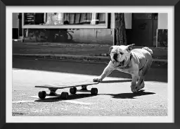 Skate dog - affiche animaux