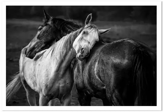 Black and white horses - posters chevaux