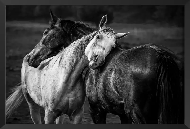 Black and white horses - posters chevaux