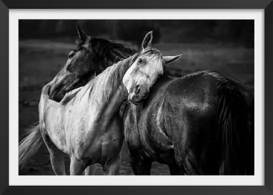 Black and white horses - posters chevaux