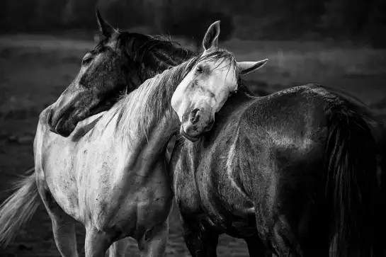 Black and white horses - posters chevaux