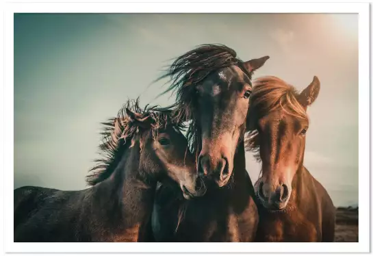 Horse family - posters chevaux