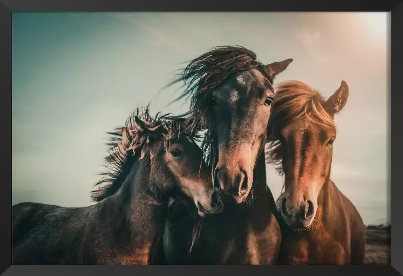 Horse family - posters chevaux