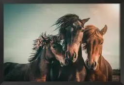 Horse family - posters chevaux