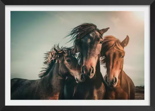 Horse family - posters chevaux