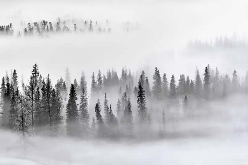 Brume sur les cîmes - tableau paysage foret