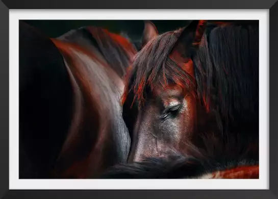 Cheval endormi - posters chevaux