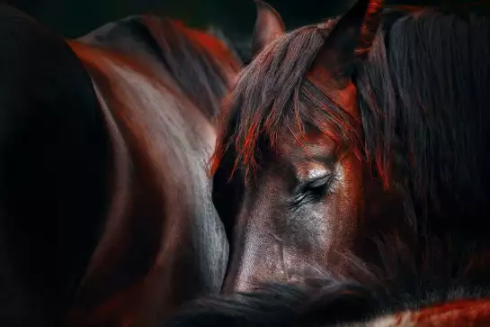 Cheval endormi - posters chevaux