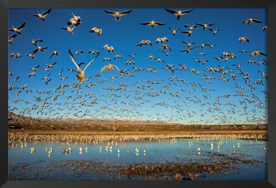 Oies des neiges - tableau oiseaux