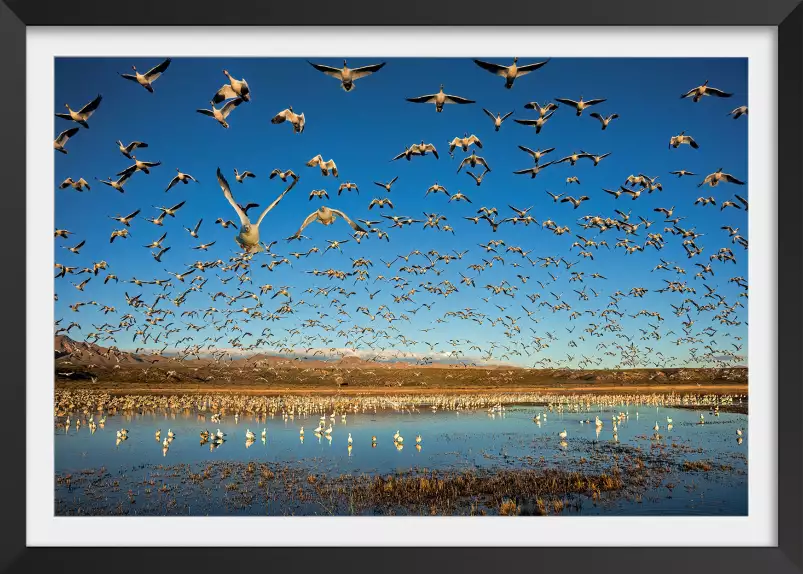 Oies des neiges - tableau oiseaux