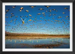 Oies des neiges - tableau oiseaux