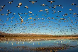 Oies des neiges - tableau oiseaux