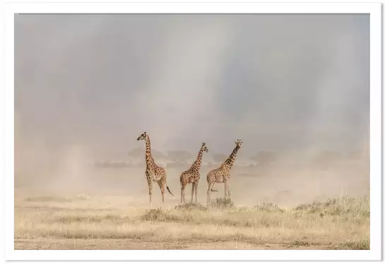 Girafes dans la savane - affiche animaux