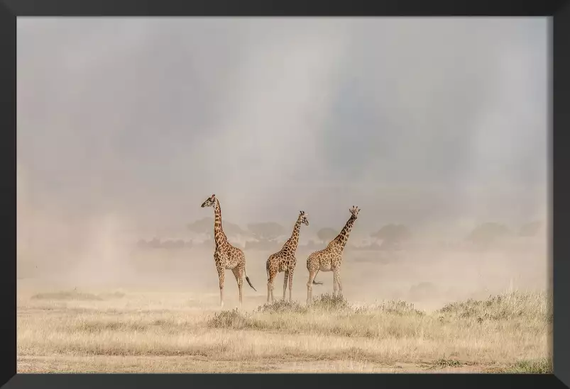 Girafes dans la savane - affiche animaux