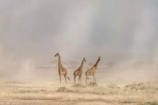 Girafes dans la savane - affiche animaux