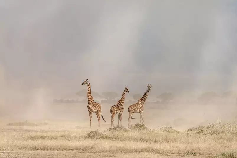 Girafes dans la savane - affiche animaux