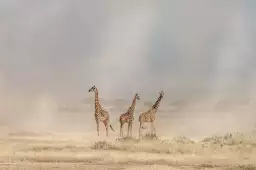 Girafes dans la savane - affiche animaux