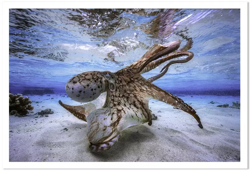 Octopus dancing - poster fond marin