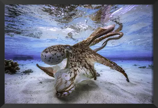Octopus dancing - poster fond marin