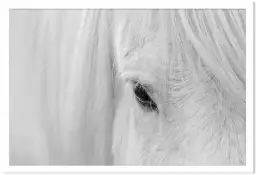 Cheval blanc d' islande - affiche animaux